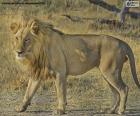 Λιοντάρι ένα θηλαστικό ζώο εγγενές στην Αφρική που χαρακτηρίζεται από το μεγάλο κεφάλι του